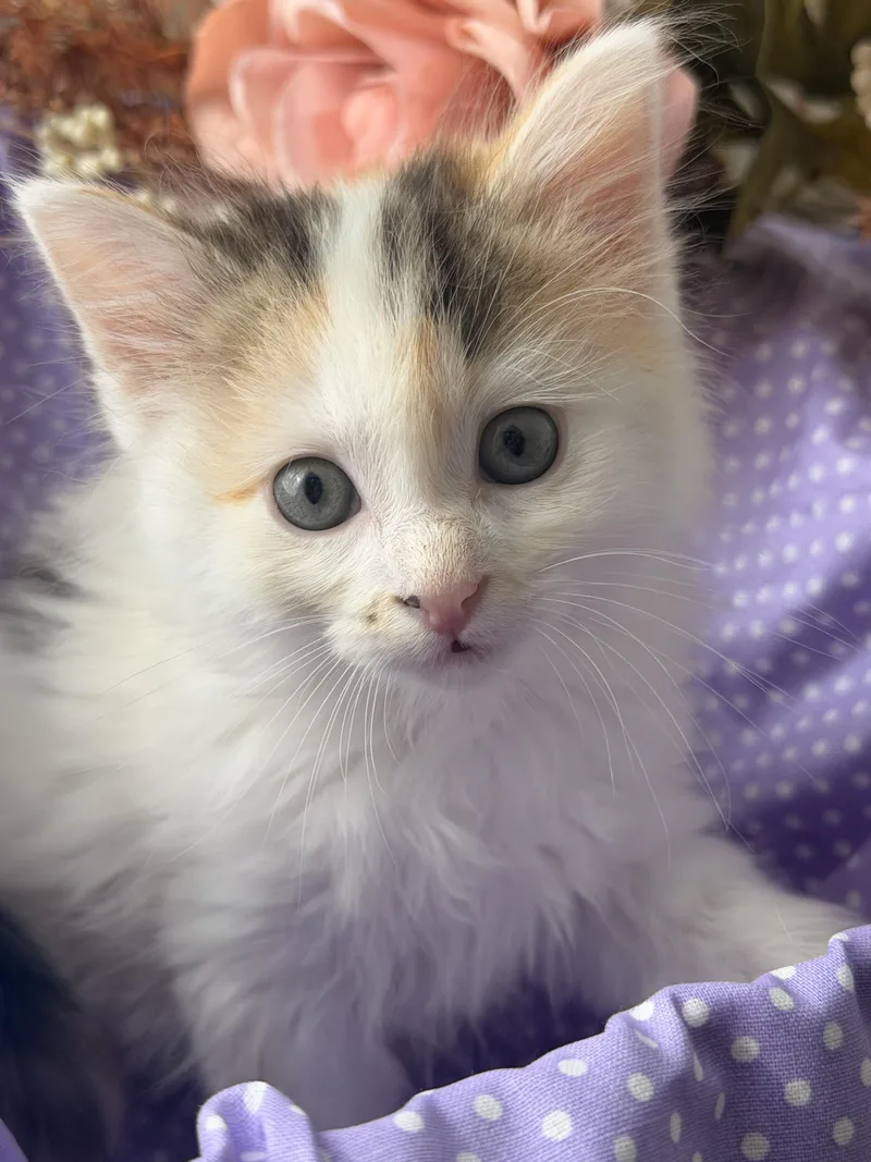 A baby small-sized female Calico Domestic Short Hair cat named Gigi for adoption in Gradyville, KY