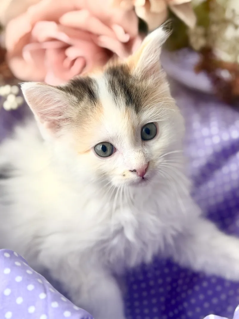 Gigi thumbnail 5