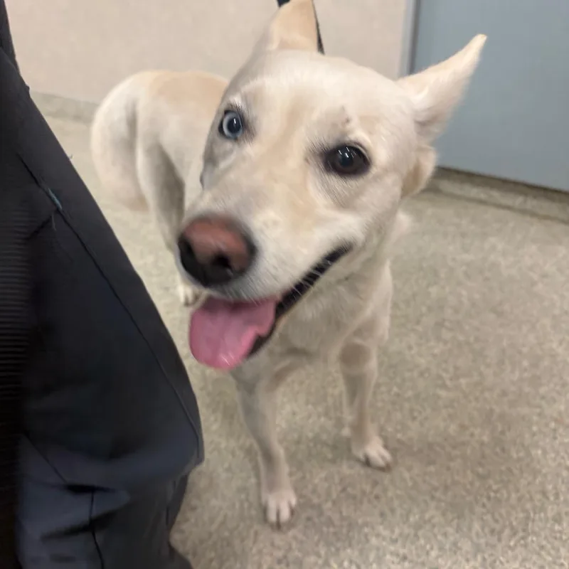 A young medium-sized female White / Cream Mixed Breed dog named Sweet Pea for adoption in Jacksonville, FL