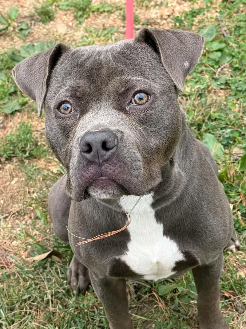 An adult medium-sized male Gray / Blue / Silver Pit Bull Terrier dog named Flint for adoption in Springfield, IL