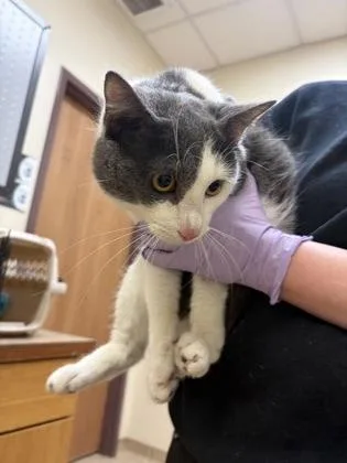 An adult small-sized male Domestic Short Hair cat named Ben for adoption in West Chester, PA