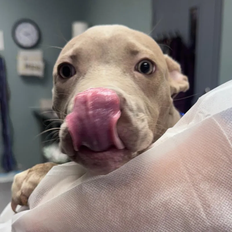 A baby small-sized female Yellow / Tan / Blond / Fawn American Staffordshire Terrier dog named Buttercup for adoption in Greenville, SC