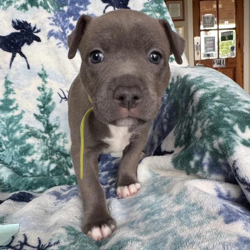 A baby medium-sized female Gray / Blue / Silver American Staffordshire Terrier dog named Chica for adoption in Fredericksburg, TX
