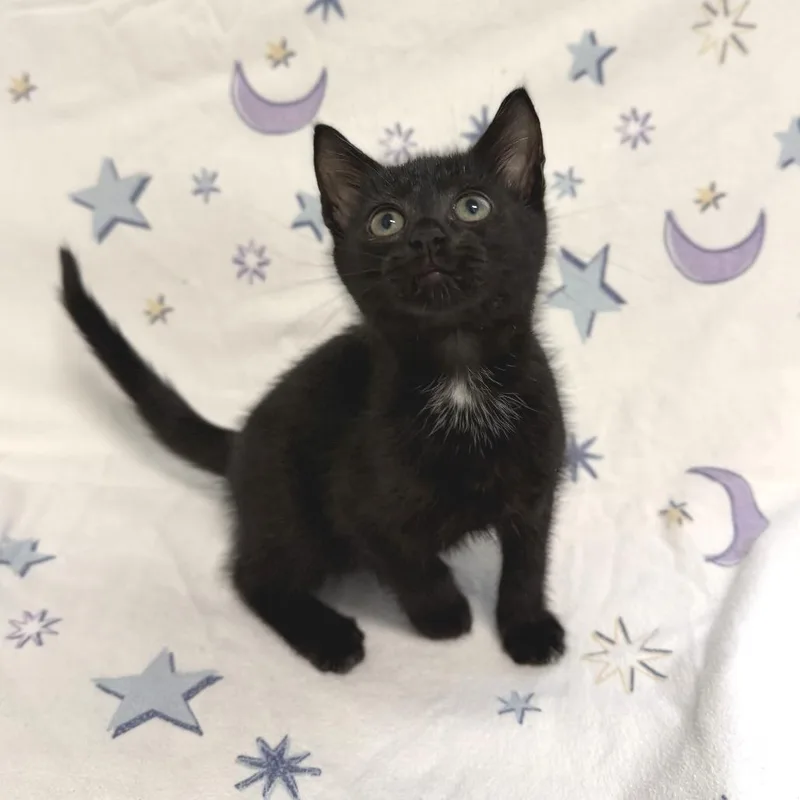 A baby small-sized female Black Domestic Short Hair cat named Violet for adoption in Marshall, VA