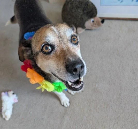 A senior medium-sized male Beagle dog named Kuzco for adoption in Fort Collins, CO