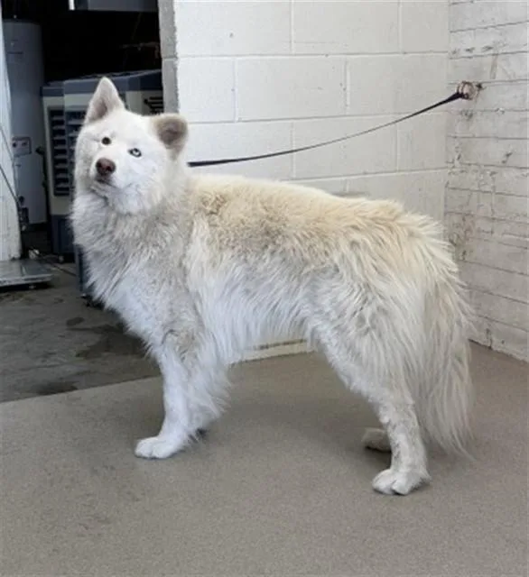 An adult large-sized male Alaskan Malamute dog named Ghost for adoption in San Bernardino, CA