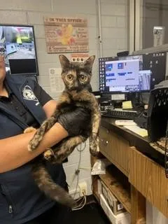 A young small-sized female Domestic Short Hair cat named Callie for adoption in Stockton, CA
