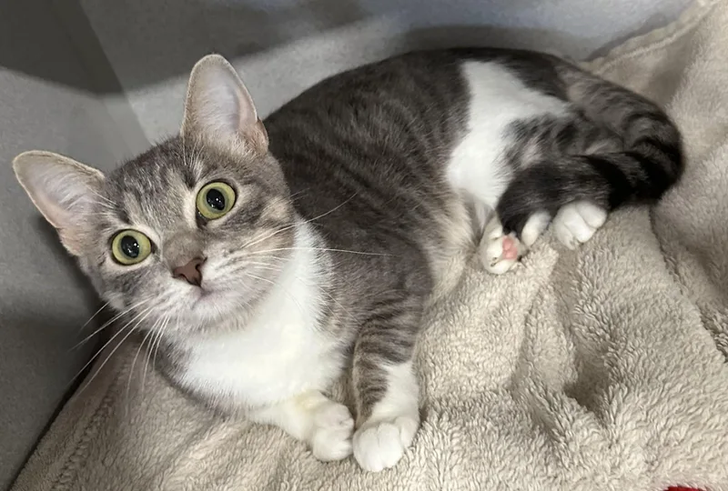 An adult medium-sized female Tabby (Gray / Blue / Silver) Domestic Short Hair cat named Serenity for adoption in Webster City, IA
