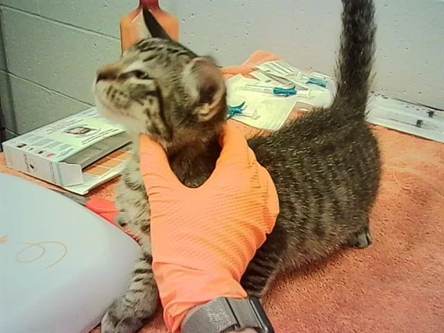 A baby small-sized male Domestic Short Hair cat named Donald for adoption in Indianapolis, IN