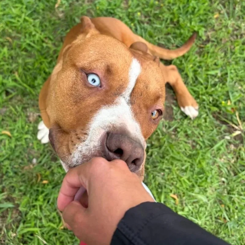 A young large-sized male Red / Chestnut / Orange Labrador Retriever dog named Sultan for adoption in Springboro, OH