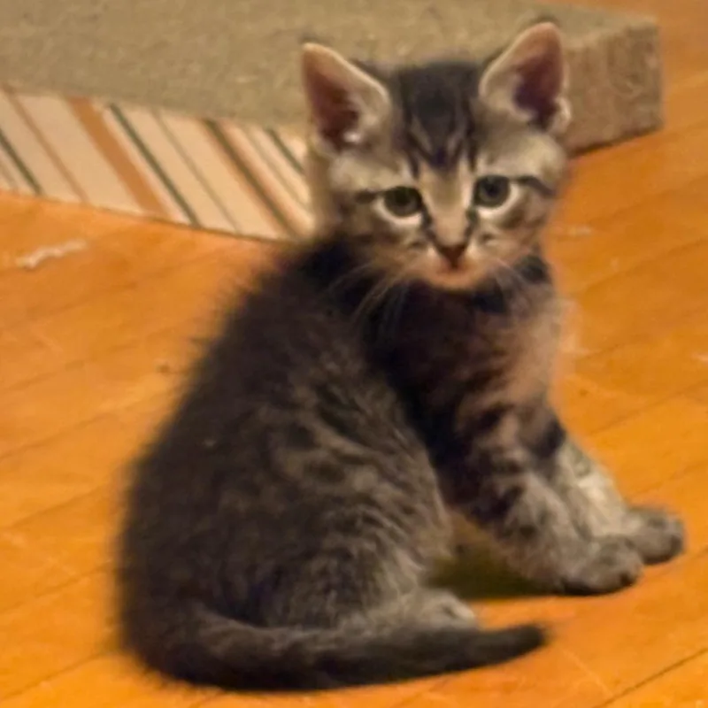 A baby small-sized male Brown / Chocolate Domestic Short Hair cat named Wolverine for adoption in Medina, OH