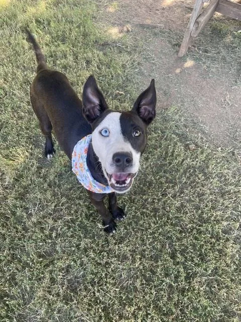 A young medium-sized female Pit Bull Terrier dog named Gwen for adoption in Tulsa, OK