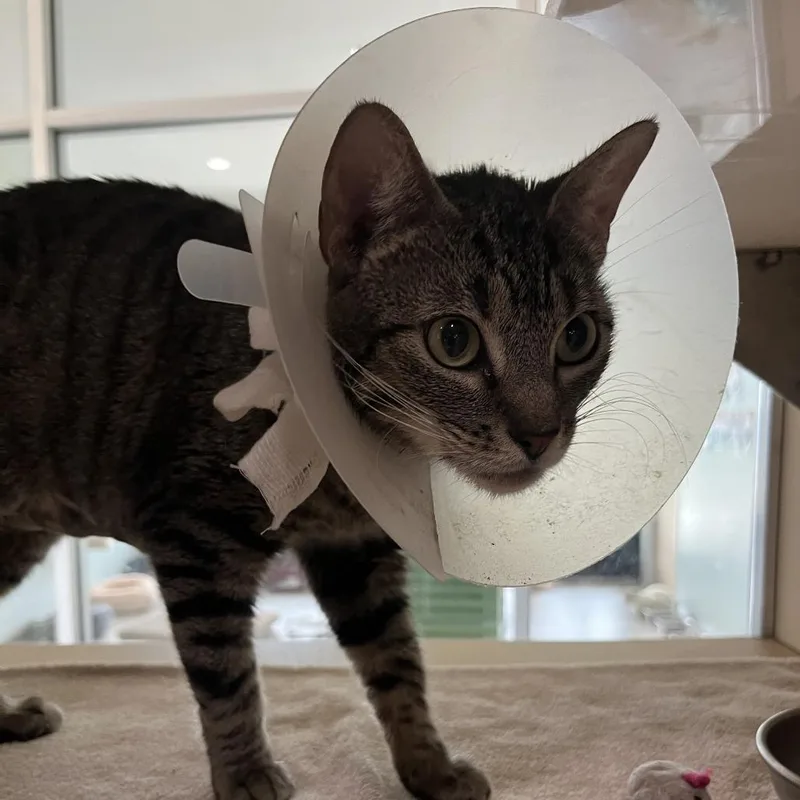 A young medium-sized female Brown / Chocolate Domestic Short Hair cat named Sunflower for adoption in Leander, TX