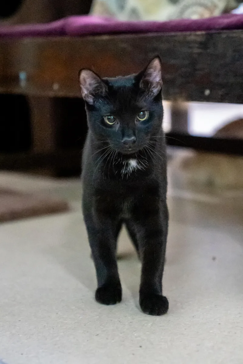 A young medium-sized male Black Domestic Short Hair cat named Bunny for adoption in Dellslow, WV