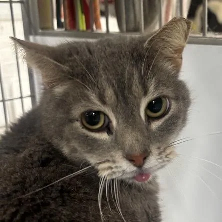 An adult medium-sized male Gray / Blue / Silver Domestic Short Hair cat named Carl for adoption in New York, NY