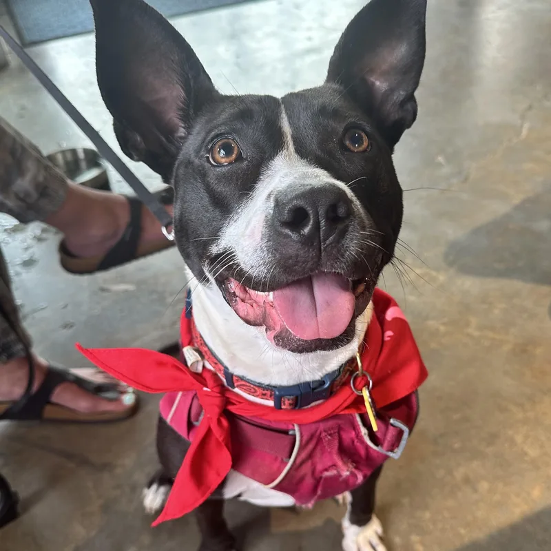 Lunabelle thumbnail 2