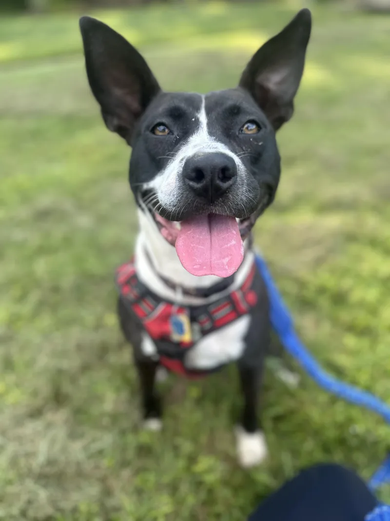 Lunabelle thumbnail 5