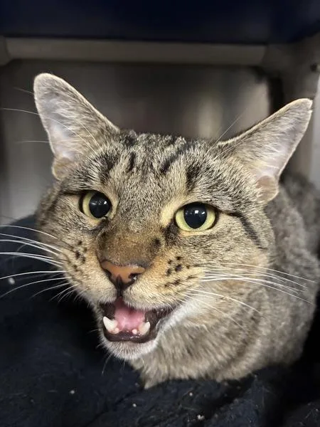 An adult small-sized male Domestic Short Hair cat named Vite Vite for adoption in Richmond, VA