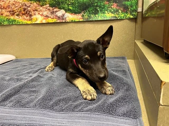 A baby medium-sized female Black German Shepherd Dog dog named SAVE ME PLEASE Windy for adoption in San Marcos, CA