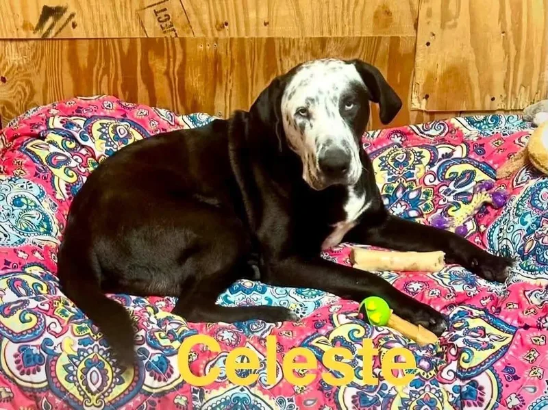 Celeste thumbnail 2