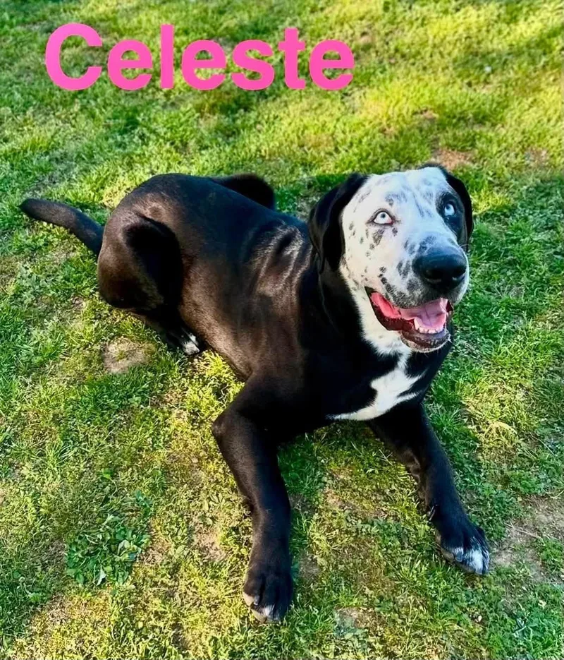 Celeste thumbnail 5