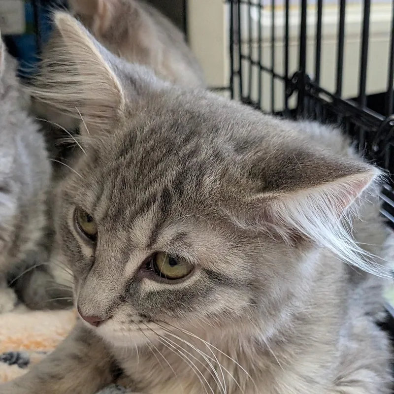 A baby medium-sized female Tabby (Gray / Blue / Silver) Domestic Short Hair cat named Chowder for adoption in Eugene, OR