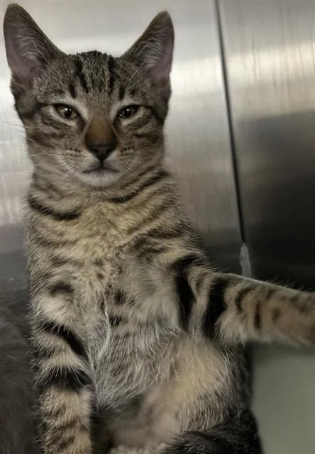 A baby small-sized male Domestic Short Hair cat named Boromir for adoption in Santa Cruz, CA