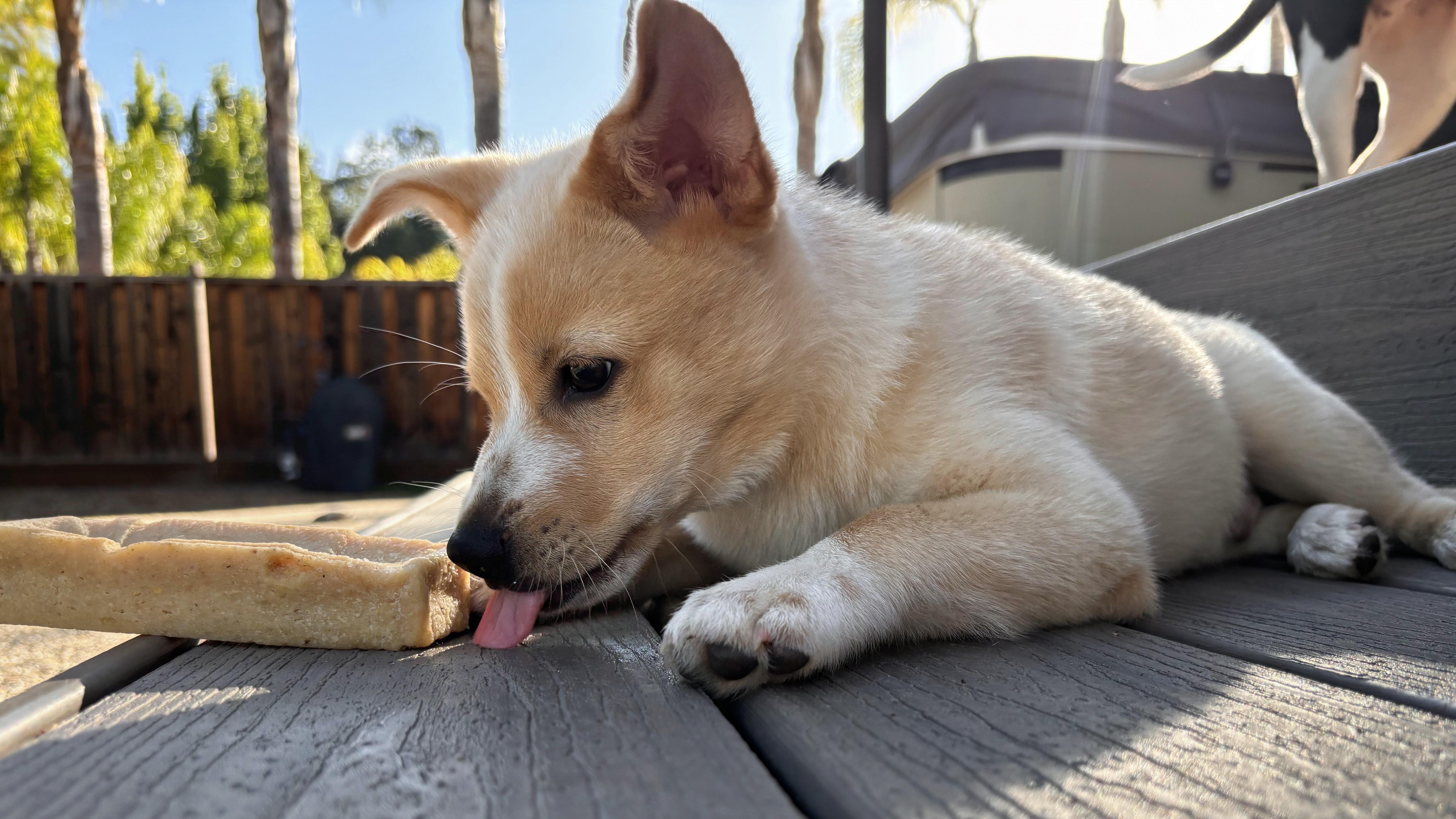 A baby medium-sized male Terrier dog named Fitz for adoption in Redwood City, CA