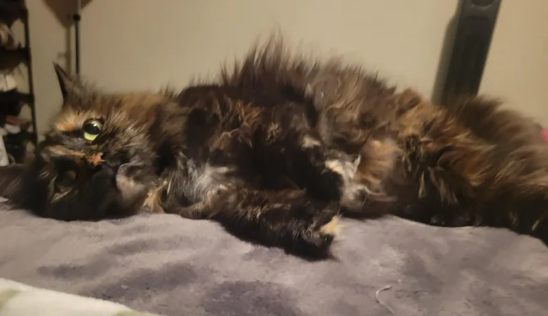 Penelope