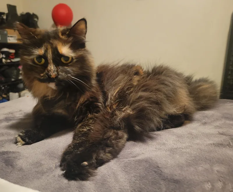 Penelope thumbnail 2