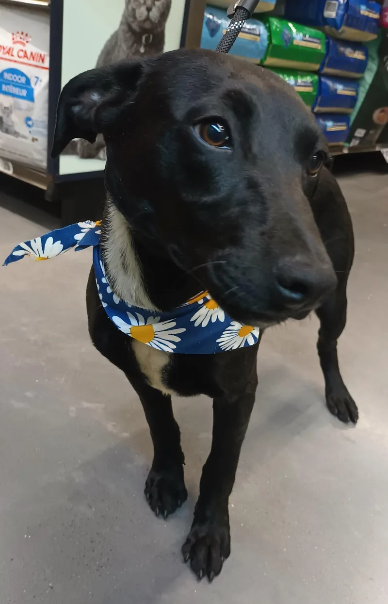A baby medium-sized male Black Labrador Retriever dog named Zimba for adoption in Orange, CA
