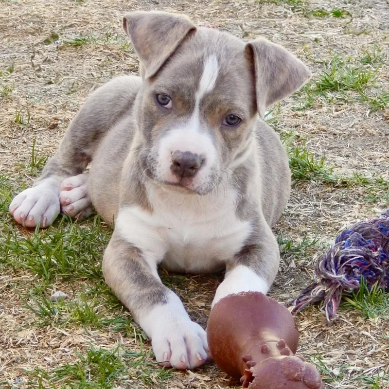 Jelly Bean thumbnail 2