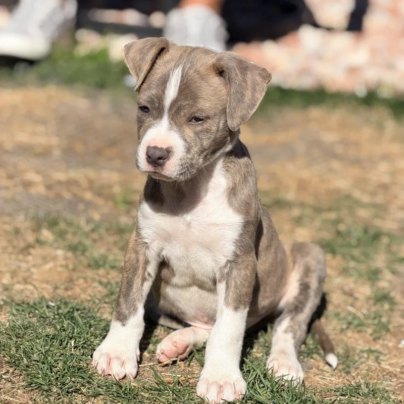 Jelly Bean thumbnail 3