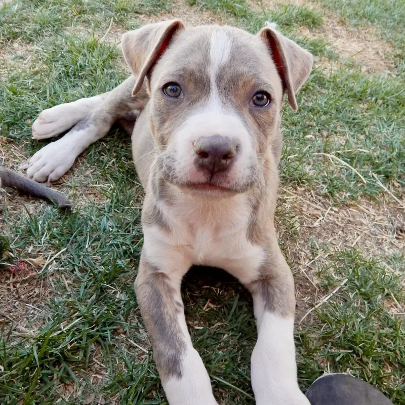 Jelly Bean thumbnail 4