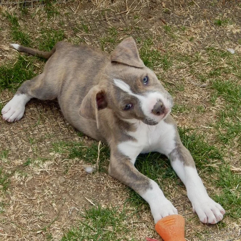 Jelly Bean thumbnail 5