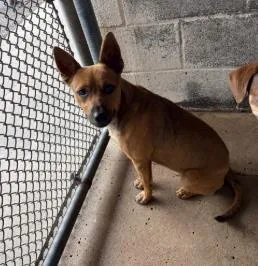 An adult medium-sized male Mixed Breed dog named Mort for adoption in West Chester, PA