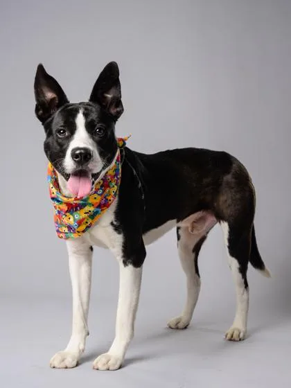 An adult large-sized male Mixed Breed dog named Whales for adoption in Atlanta, GA