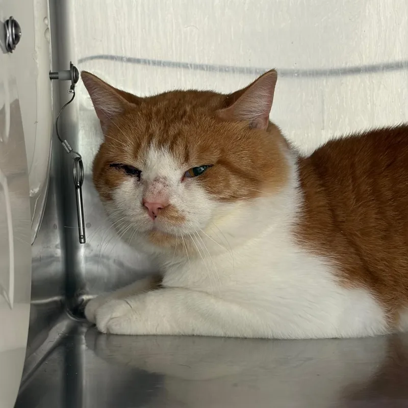 An adult medium-sized male Domestic Short Hair cat named Alastor for adoption in Cumming, GA