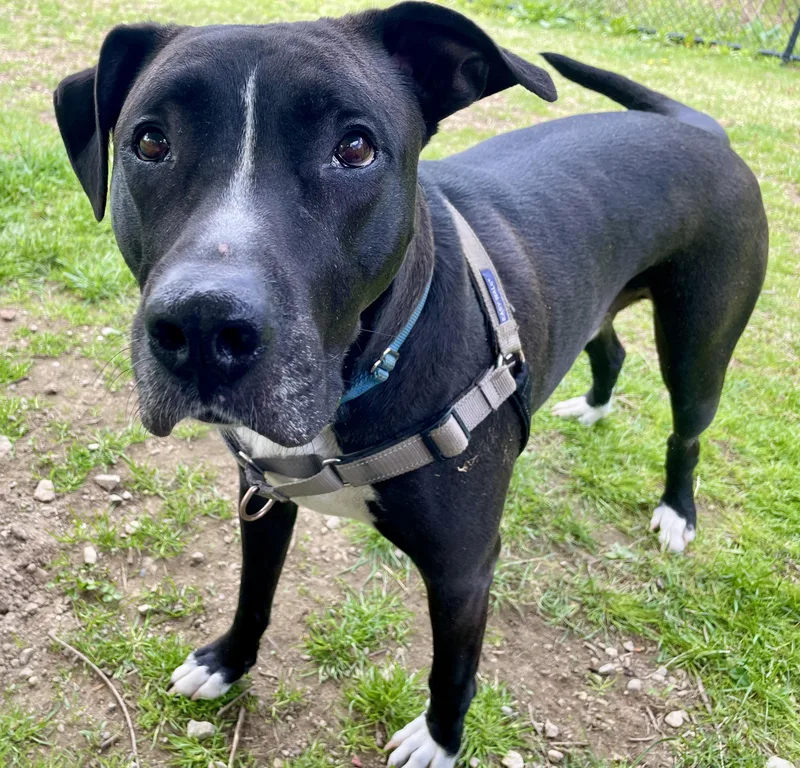 An adult large-sized male Black Labrador Retriever dog named Buck for adoption in Scituate, MA