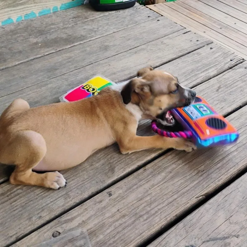 A baby medium-sized male Golden Boxer dog named Duke for adoption in CORPUS CHRISTI, TX