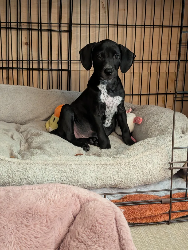 A baby medium-sized female Black Labrador Retriever dog named Gelato for adoption in Browns Mills, NJ