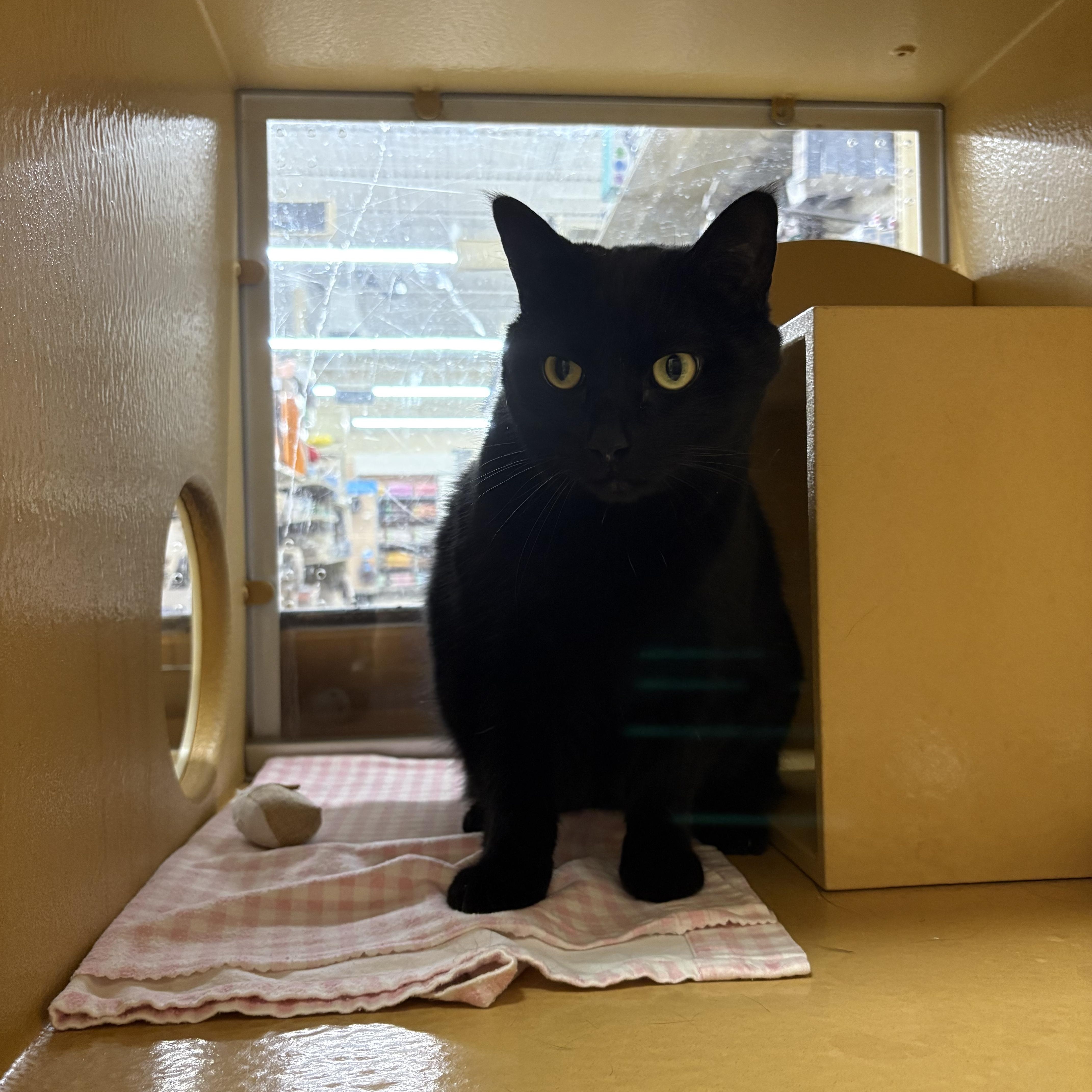 A senior medium-sized female Black Domestic Short Hair cat named Dashy for adoption in Worcester, MA