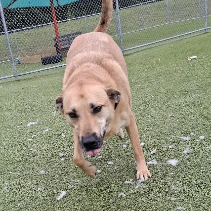 An adult small-sized male Yellow / Tan / Blond / Fawn Labrador Retriever dog named Tank for adoption in Hannibal, MO