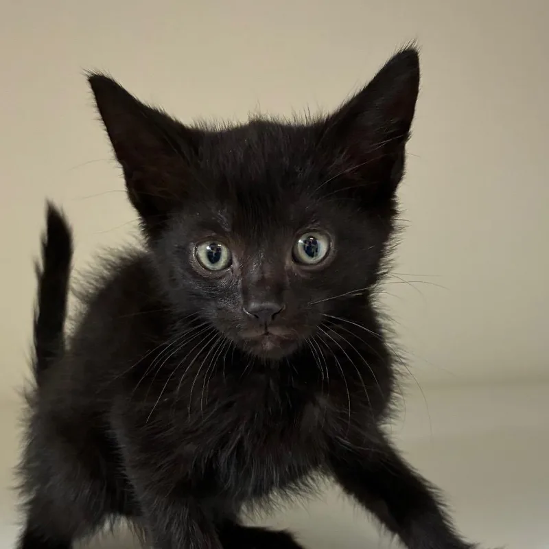 A baby small-sized male Black Domestic Short Hair cat named Knox for adoption in Uniontown, PA