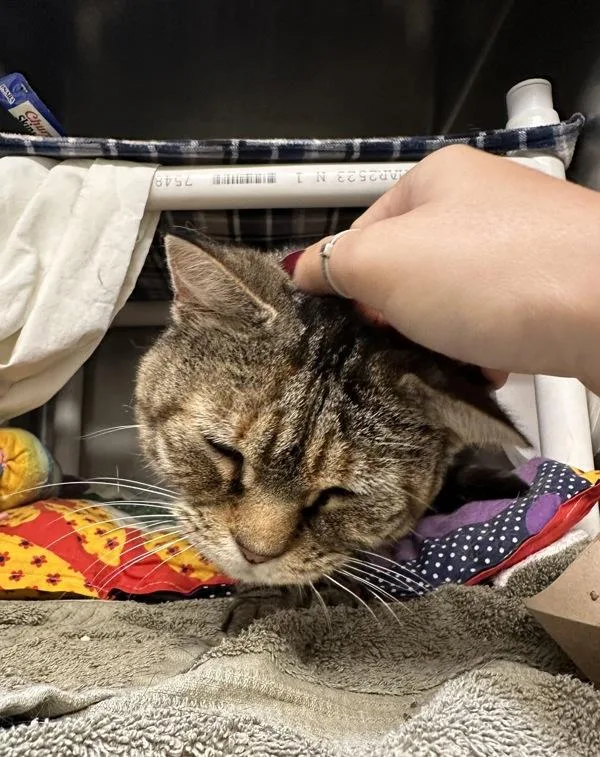 A senior small-sized female Domestic Short Hair cat named Buffy for adoption in Santa Rosa, CA