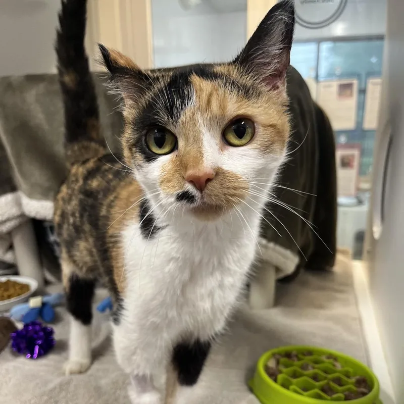 An adult medium-sized female Calico Domestic Short Hair cat named Marilyn for adoption in Fort Wayne, IN