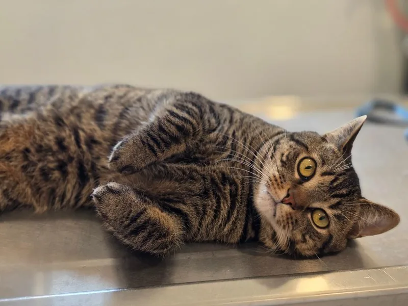 A young medium-sized male Domestic Short Hair cat named Chili for adoption in Sprakers, NY