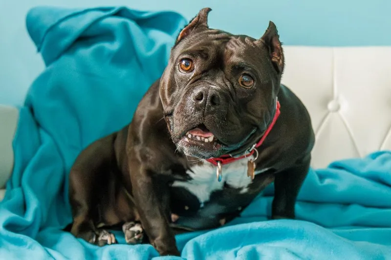 An adult medium-sized female Staffordshire Bull Terrier dog named Bug for adoption in Minneapolis, MN