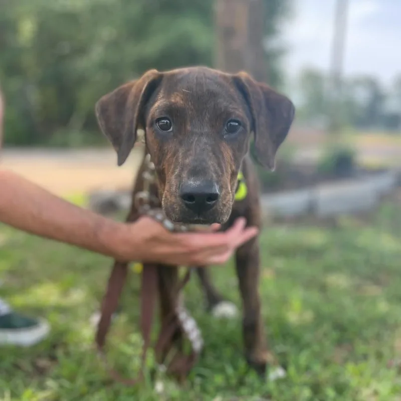 A baby medium-sized male Brindle Plott Hound dog named Fred Flintstone for adoption in Columbia, SC