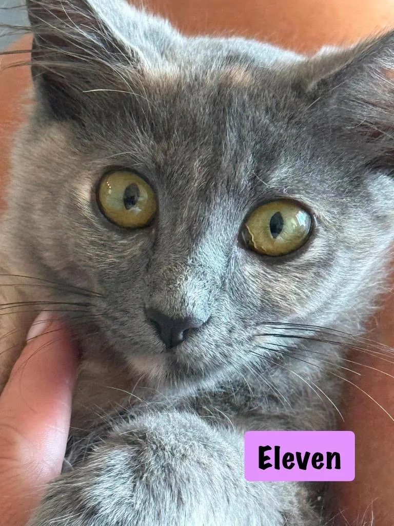 Eleven